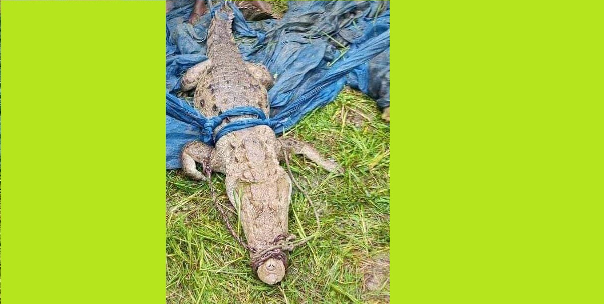 ফরিদপুরে দূর্লভ প্রজাতির কুমির উদ্ধার, রাখা হবে বঙ্গবন্ধু সাফারী পার্কে