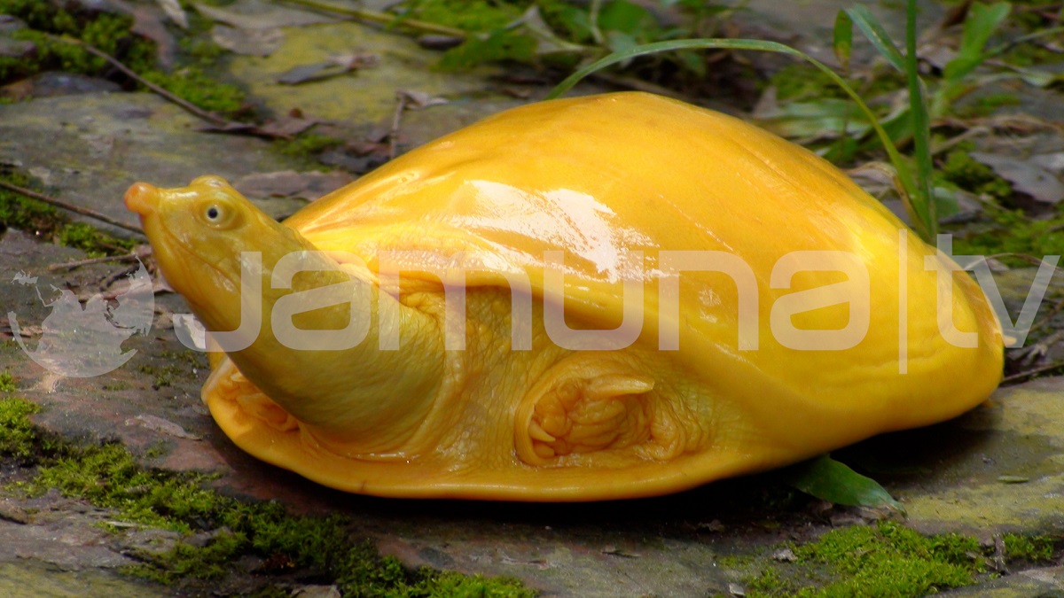 বিরল প্রজাতির কচ্ছপটি গবেষণার জন্য নিতে চায় ঢাকা বিশ্ববিদ্যালয়