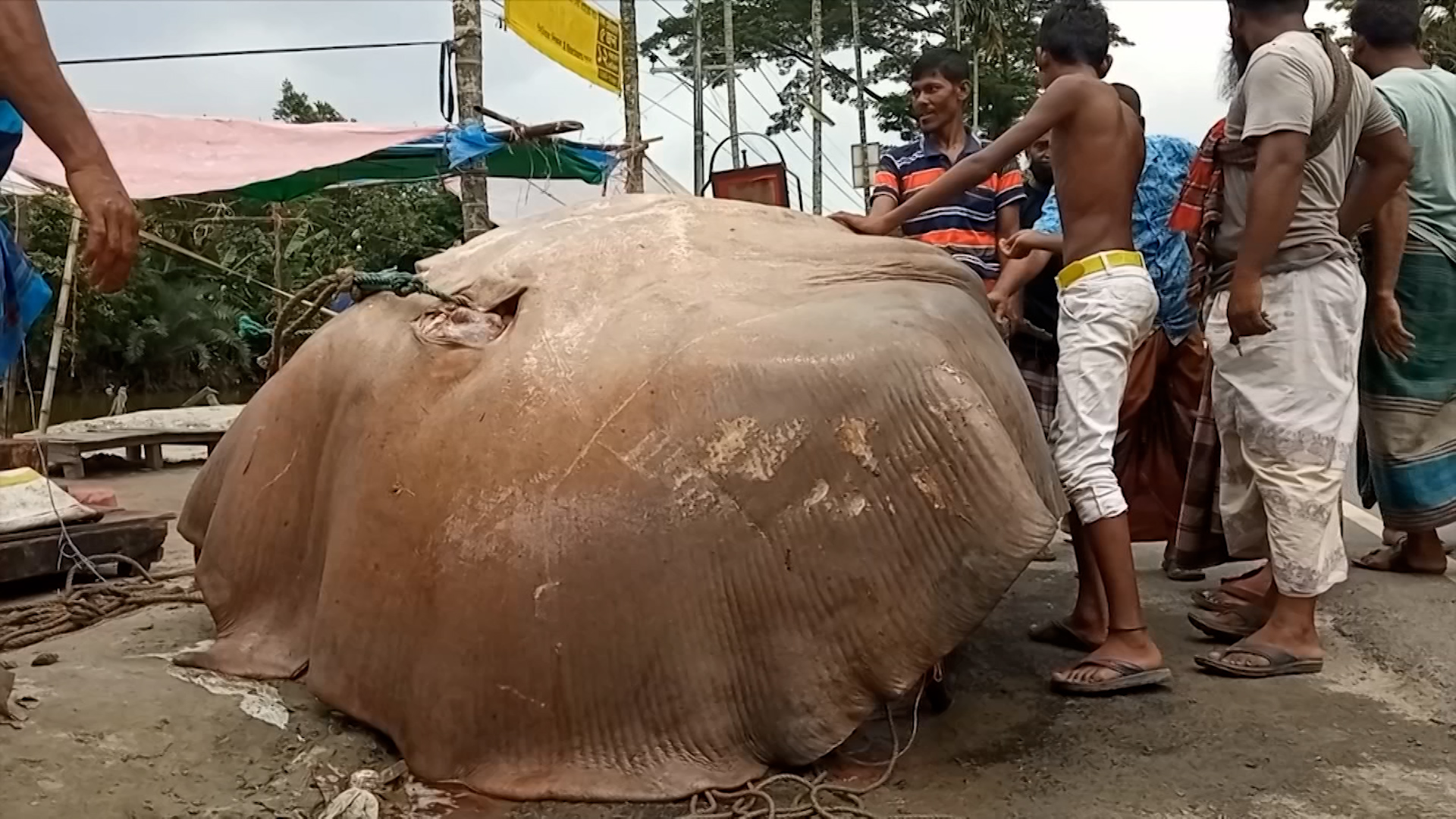 ১০ মণ ওজনের শাপলাপাতা মাছ ধরা পড়েছে জালে