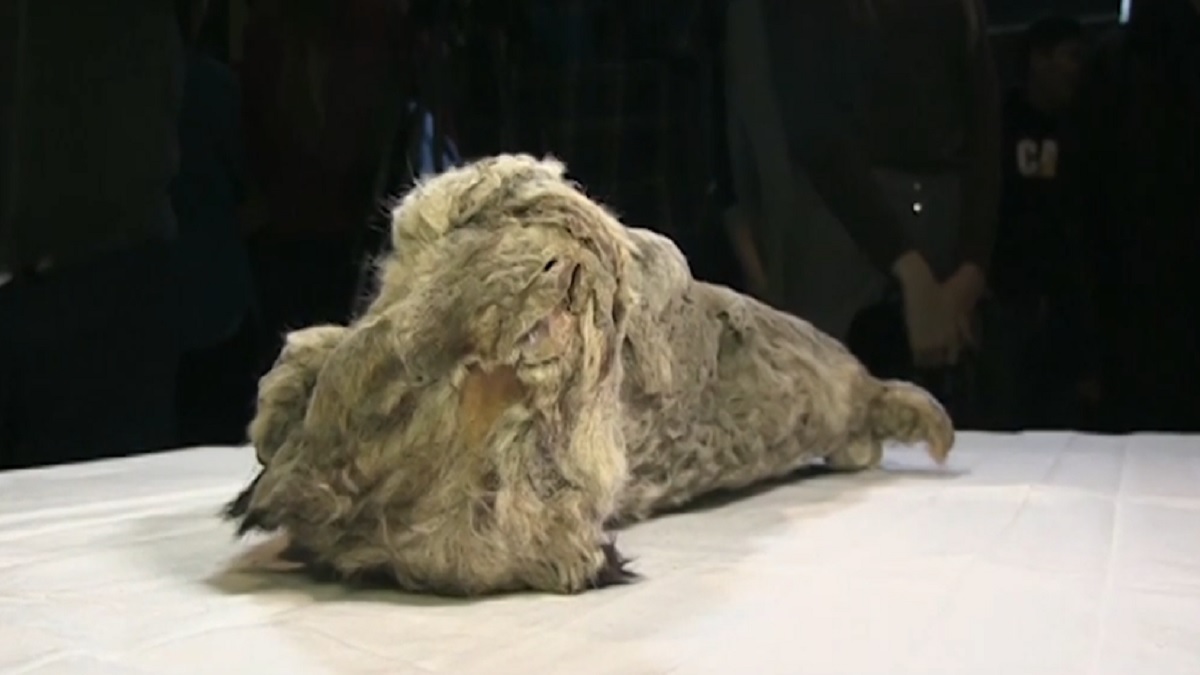 ৪৩ হাজার বছর আগের সিংহশাবকের সন্ধান, মমি ছাড়াই অক্ষত মরদেহ