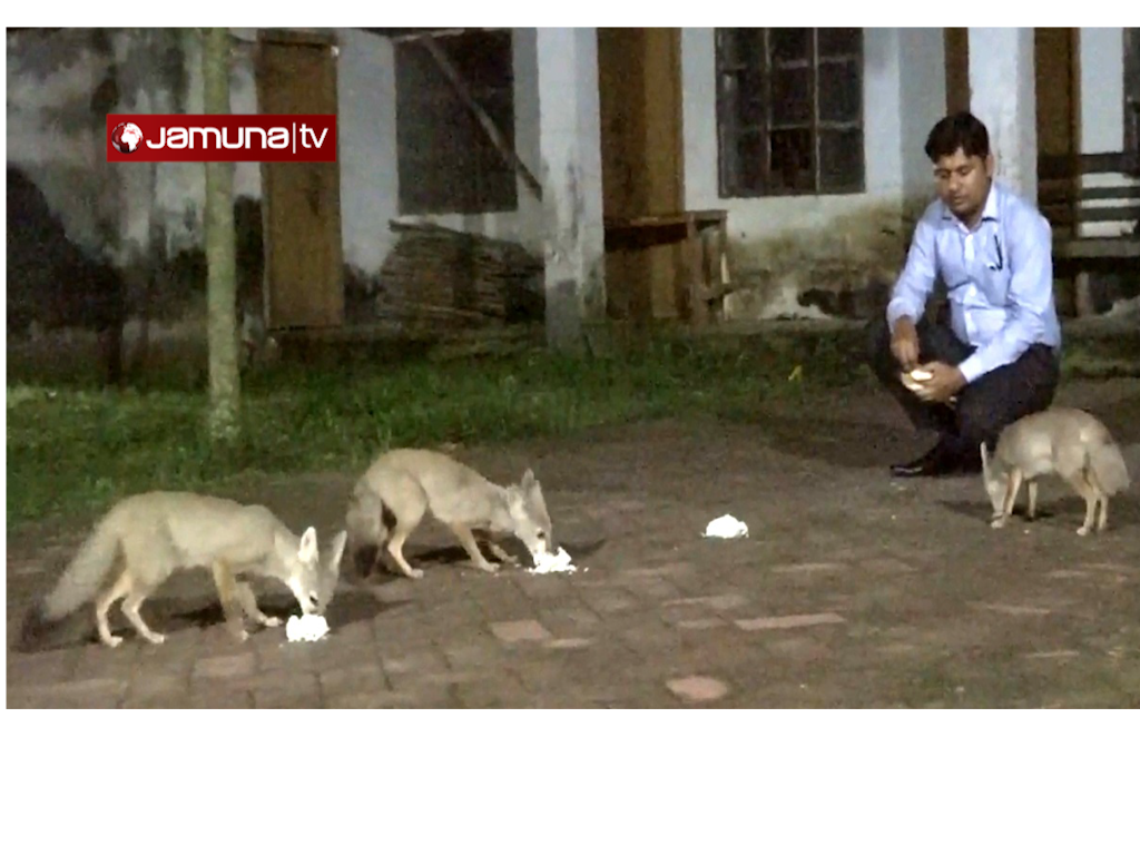 সোমপুর বিহারে মানুষ ও খেঁকশিয়ালের মিতালী