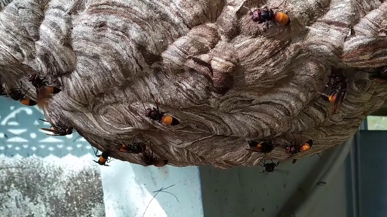 ভীমরুলের কামড়ে প্রাণ গেল বৃদ্ধ দম্পতির