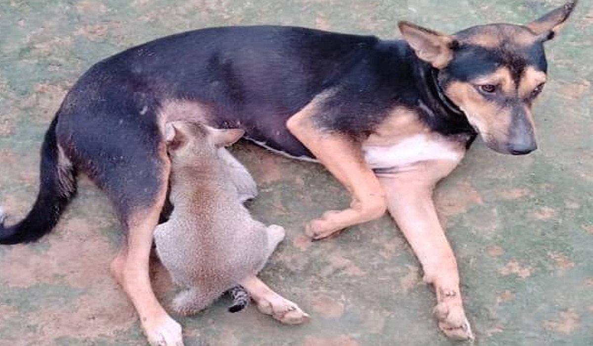 মা হারা বিড়ালছানাকে দুধ পান করিয়ে বড় করছে কুকুর