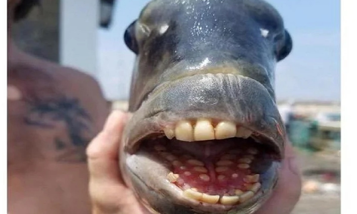 মাছের মুখে অবিকল মানুষের মতোই সারি সারি দাঁত
