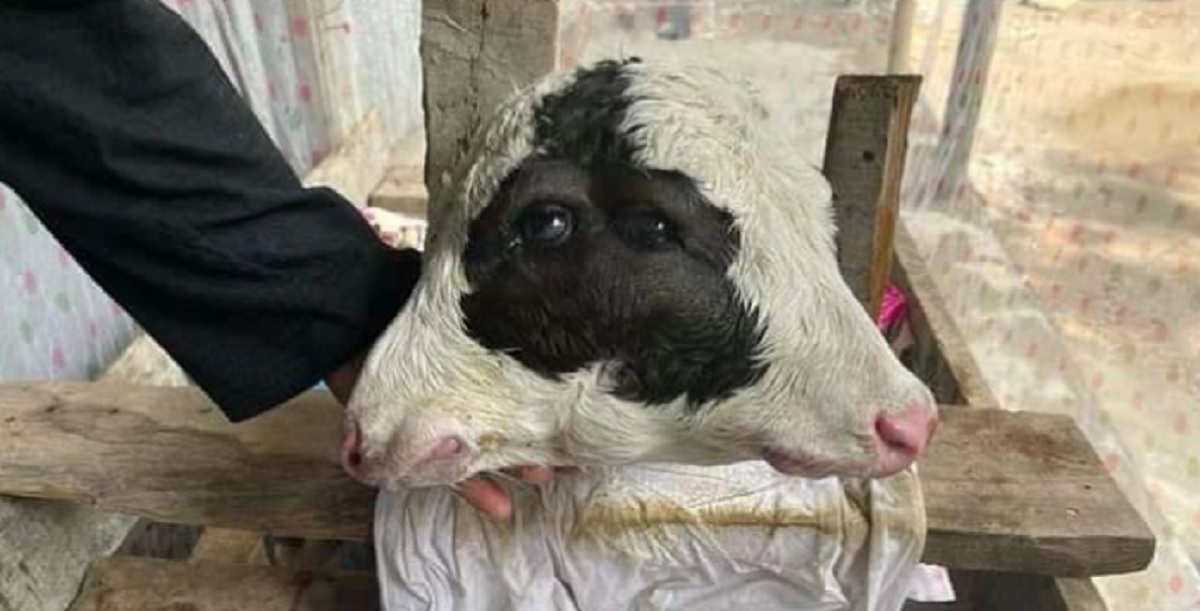 গাজীপুরে জন্মেছে দুই মাথা, চার চোখের বাছুর (ভিডিও)