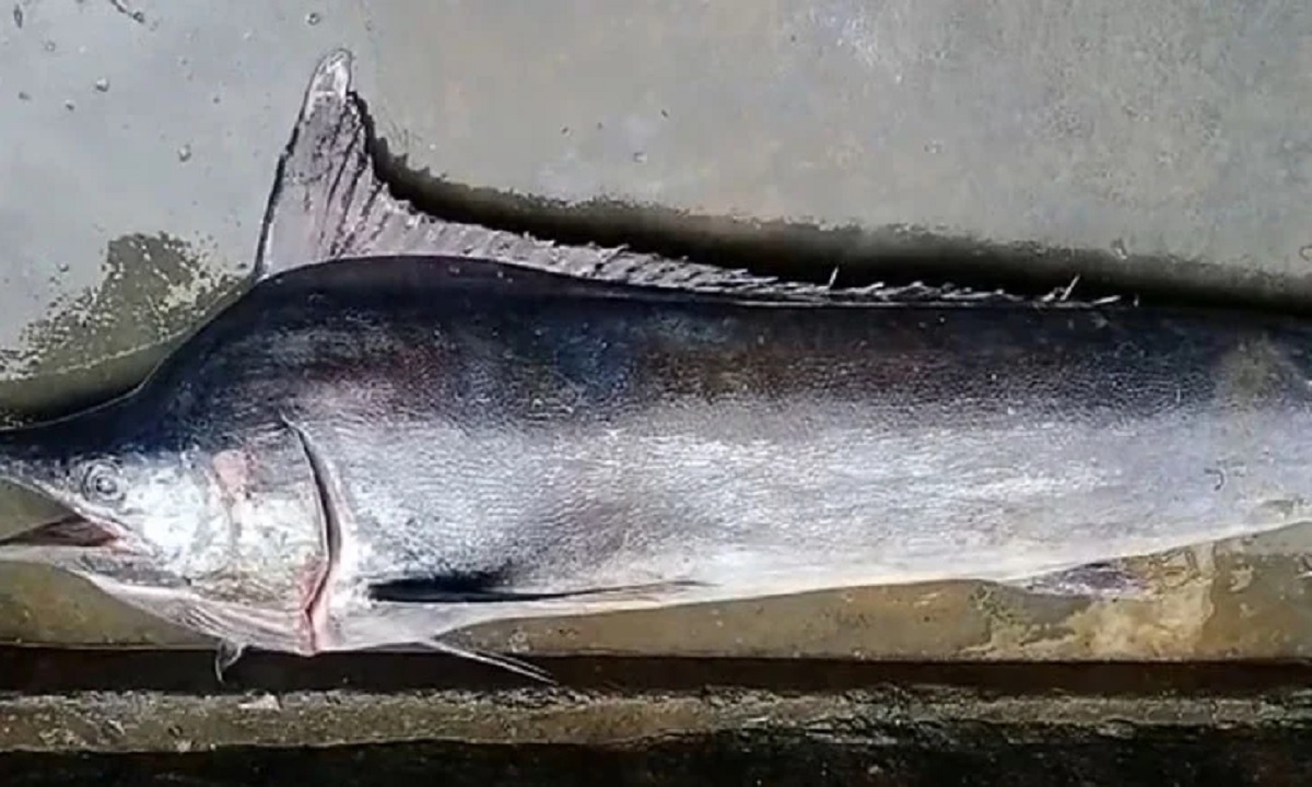 বঙ্গোপসাগরে জালে ধরা পড়লো ৪ মণ ওজনের বিরল প্রজাতির মার্লিন মাছ
