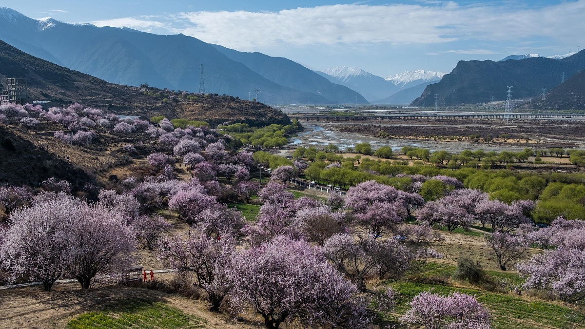 গাছ বদলে দিলো গ্রামবাসীর ভাগ্য!