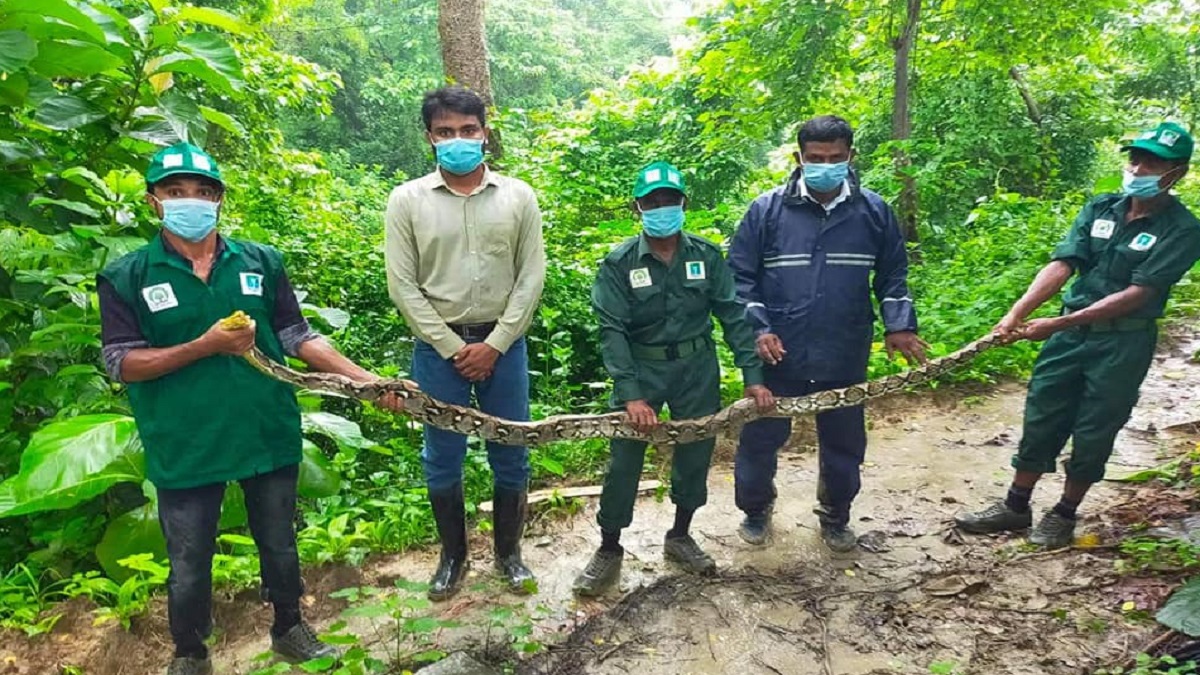 ইনানীর গভীর বনাঞ্চলে সাড়ে ১১ ফুট লম্বা অজগর অবমুক্ত (ভিডিও)