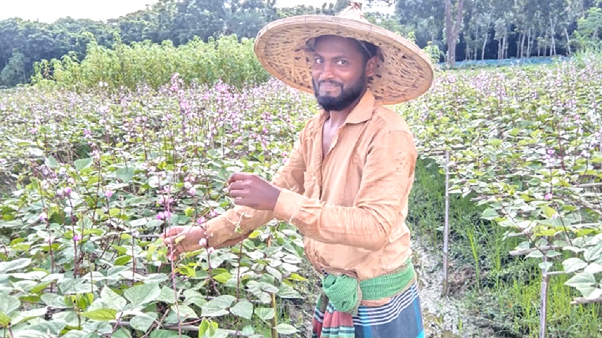 গ্রীষ্মকালেও ফলছে শিম, ঝিনাইদহে কৃষকের মুখে হাসি