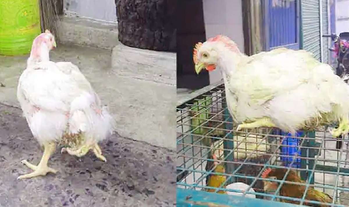 চার পাওয়ালা মুরগি, দেখতে মানুষের ভিড়