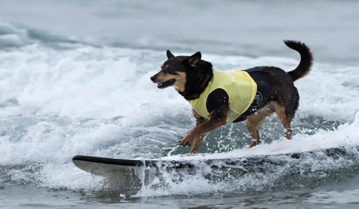 কুকুরের সার্ফিং প্রতিযোগিতা