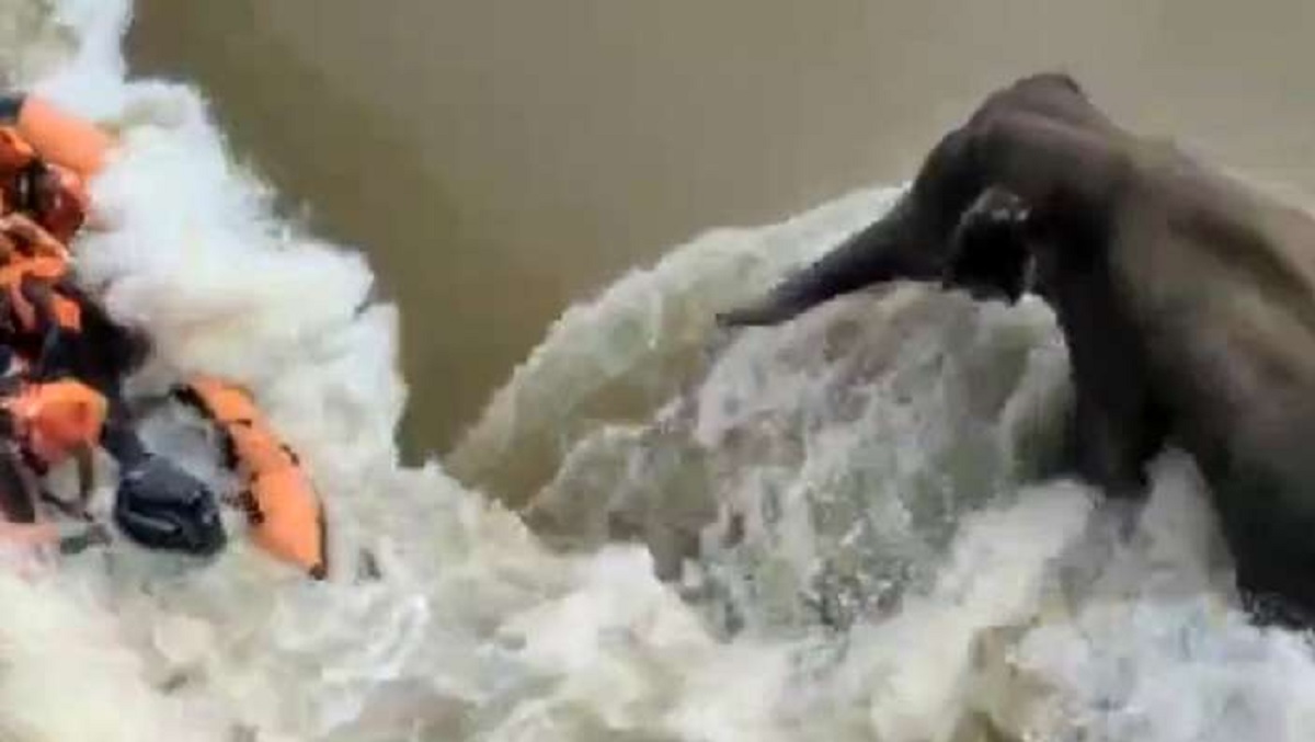 হাতি উদ্ধারের খবর সংগ্রহ করতে গিয়ে নৌকা উল্টে সাংবাদিকের মৃত্যু