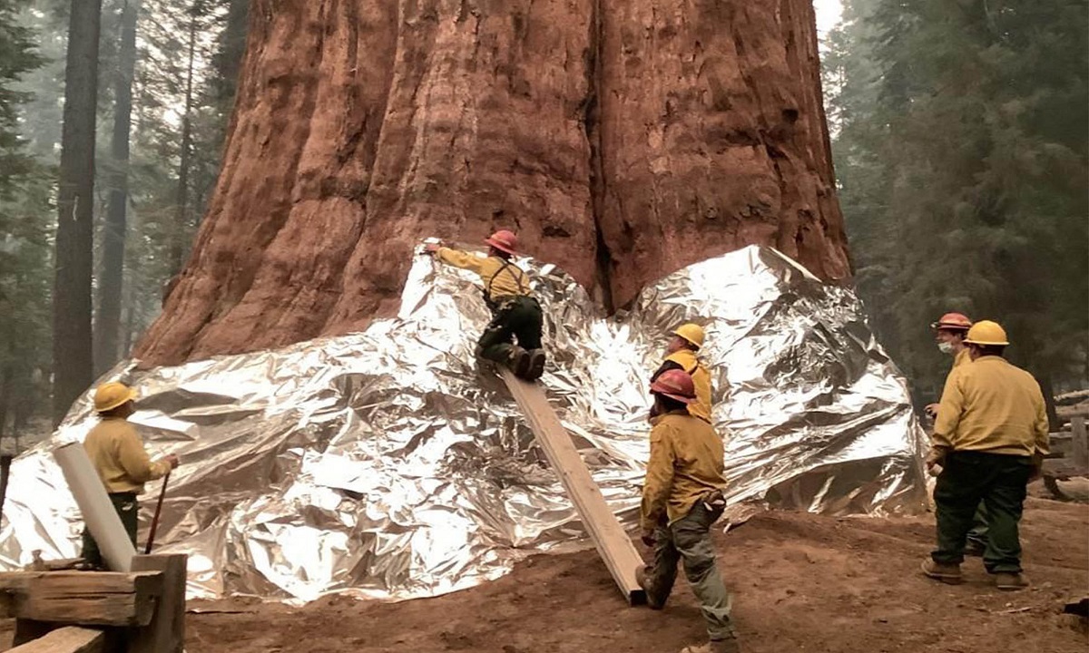 দাবানল থেকে বাঁচাতে অ্যালুমিনিয়ামে মোড়া হচ্ছে গাছ