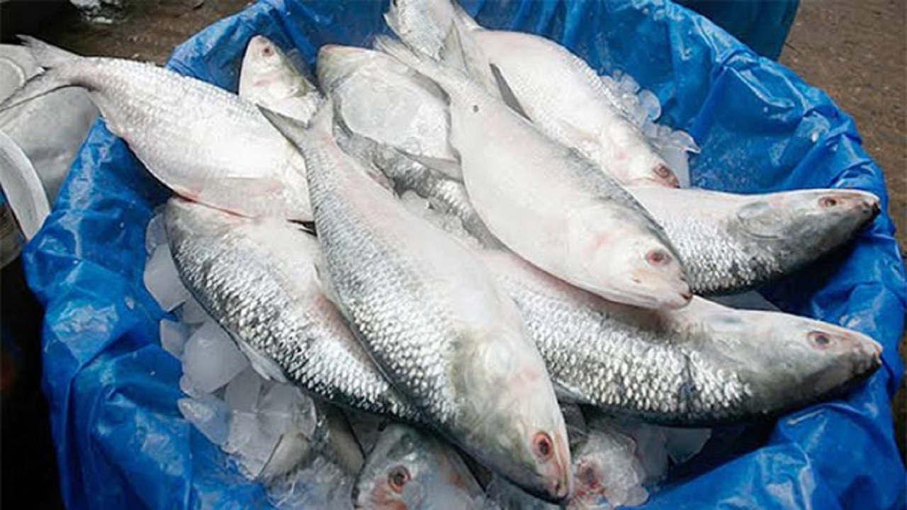 দুর্গাপূজায় ভারতে যাচ্ছে ২ হাজার টনের বেশি ইলিশ দুর্গাপূজায় ভারতে যাচ্ছে ২ হাজার টনের বেশি ইলিশ