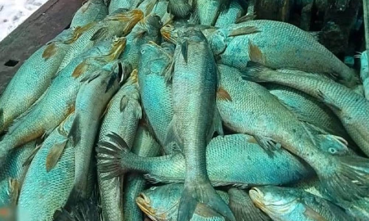 দরিদ্র জেলের জালে দেড় কোটি টাকার মাছ