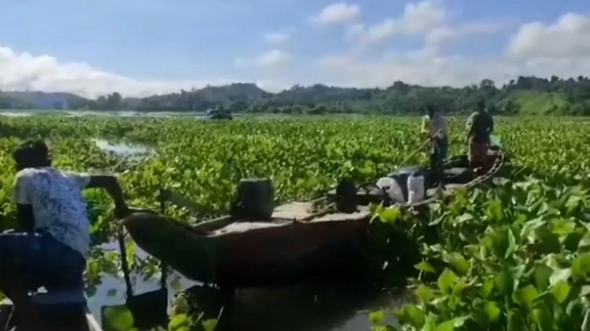 কচুরিপানায় ঢেকে গেছে কাপ্তাই লেক