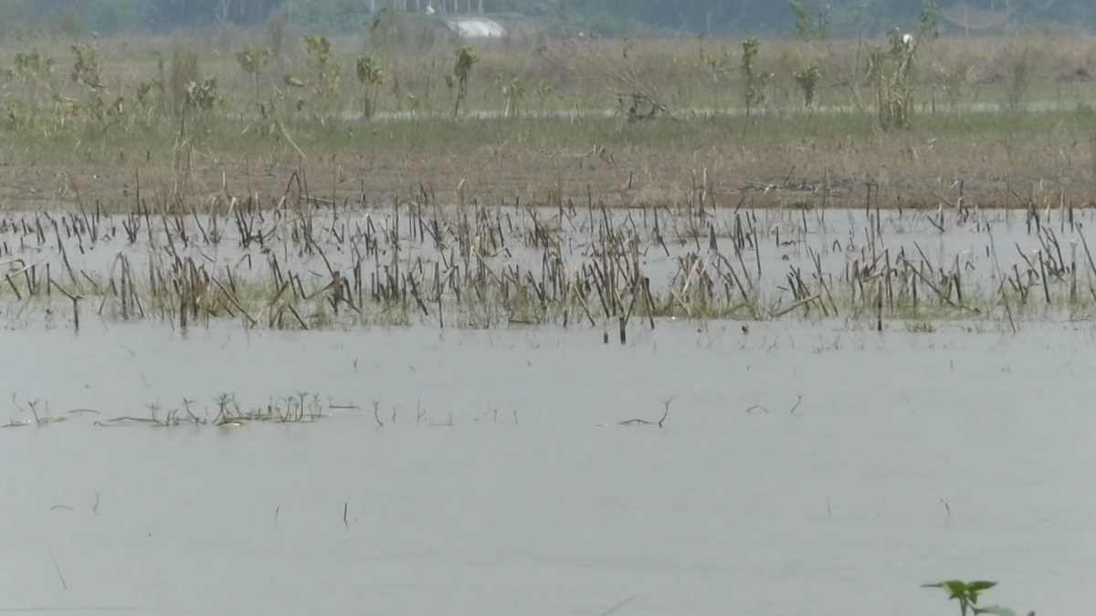 বন্যায় সিরাজগঞ্জে কৃষকের সর্বনাশ