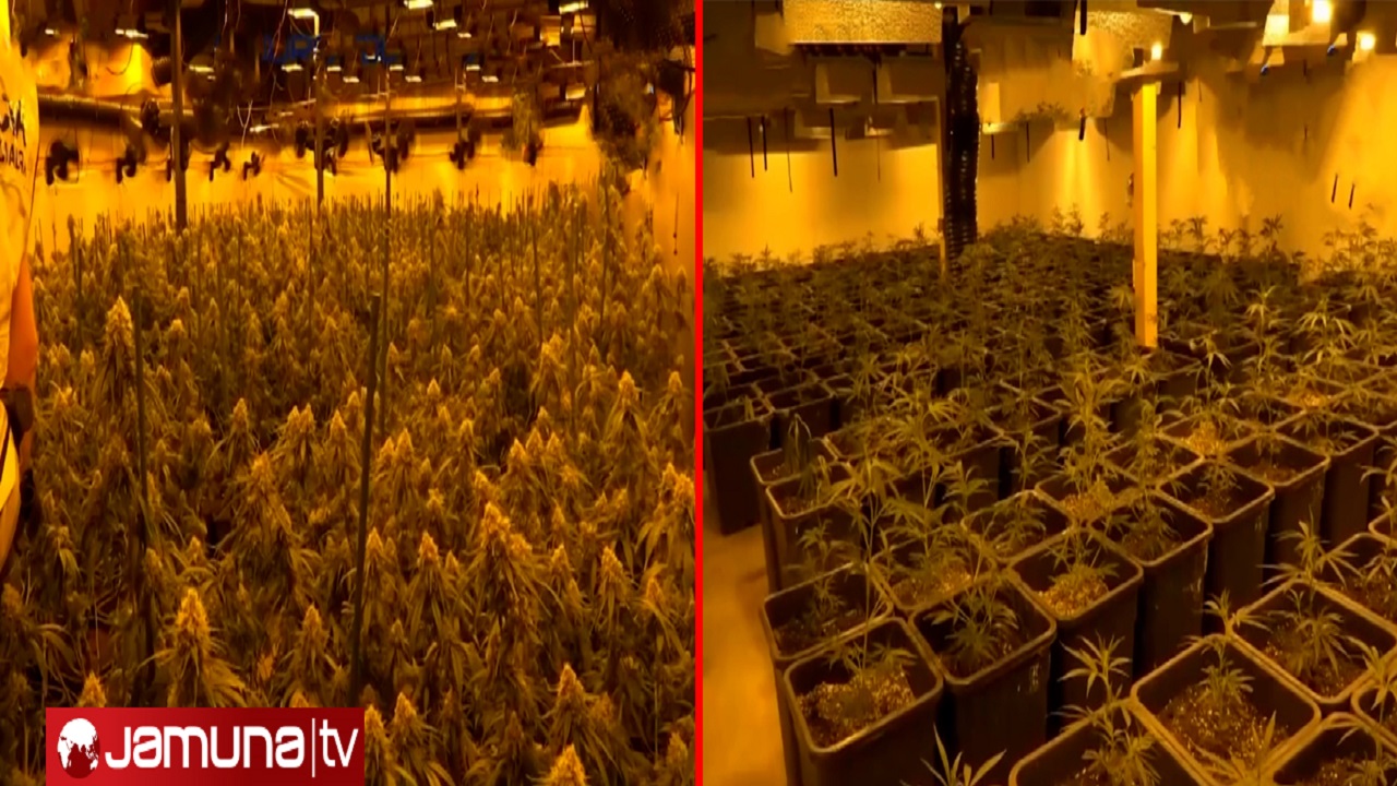 ১৯ লাখ ডলার বিদ্যুৎ খরচ করে ঘরেই বিশেষ পদ্ধতিতে গাঁজা চাষ (ভিডিও) ১৯ লাখ ডলার বিদ্যুৎ খরচ করে ঘরেই বিশেষ পদ্ধতিতে গাঁজা চাষ