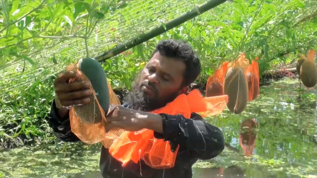 মৌসুম নেই, তবু অভিনব পদ্ধতিতে পানির ওপর হচ্ছে তরমুজ চাষ