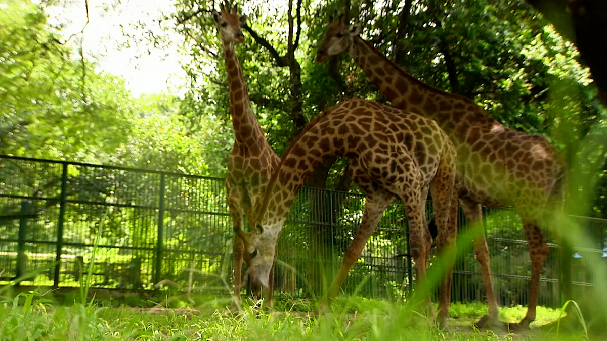 চিড়িয়াখানার জিরাফ পরিবারে নতুন সদস্য