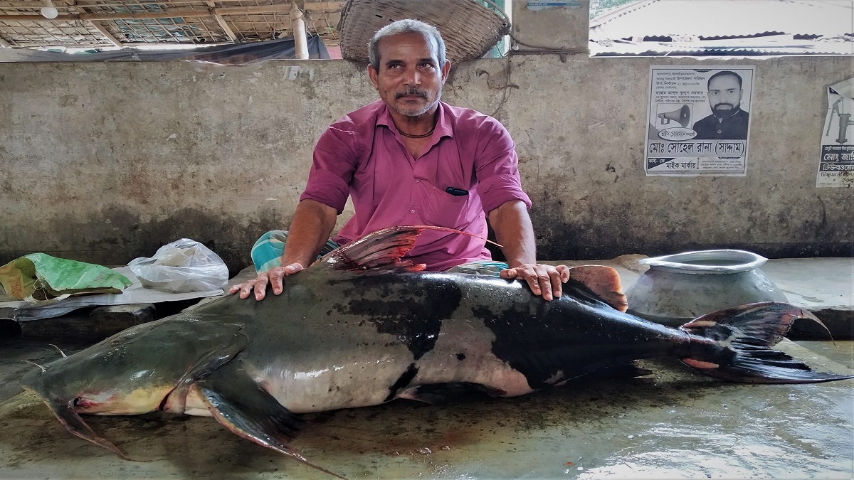ব্রহ্মপুত্র নদে ধরা পড়ল ৪৮ কেজির বাঘাইড়