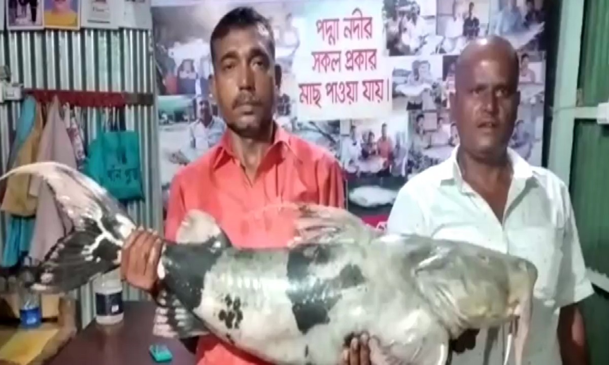 ৩৫ কেজির বাগাইড় বিক্রি হলো ৪৭ হাজারে