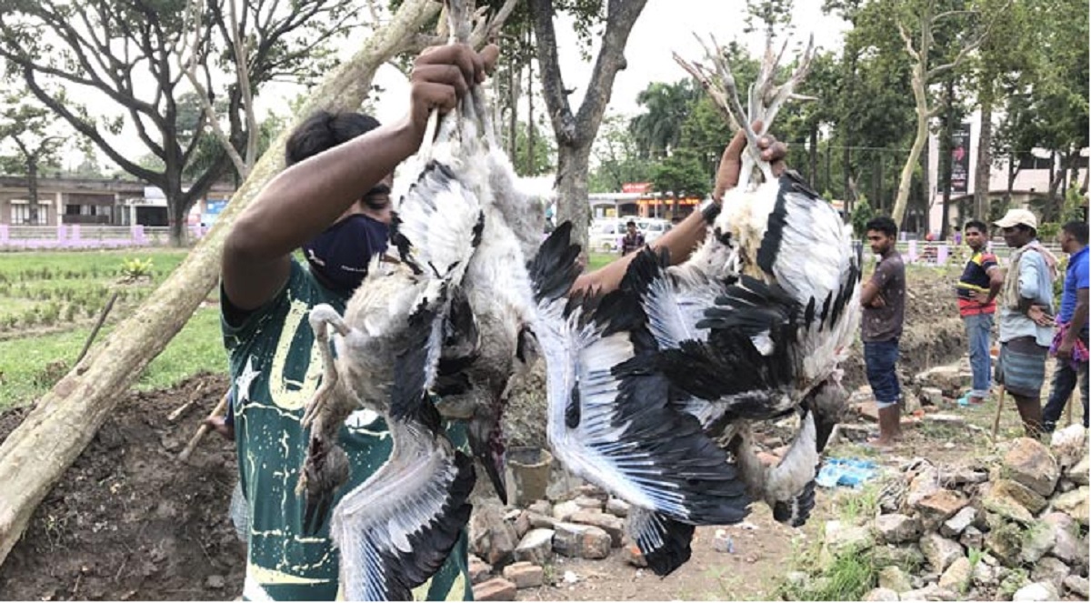 শতাধিক পাখি হত্যায় রামেক হাসপাতাল কর্তৃপক্ষের বিরুদ্ধে আদালতে অভিযোগ