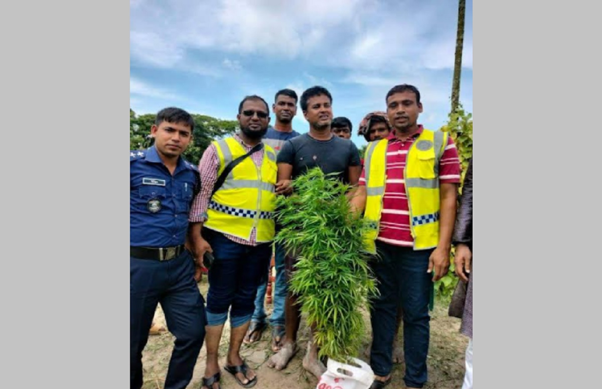 মাছের ঘেরে গাঁজা চাষ, আটক ১