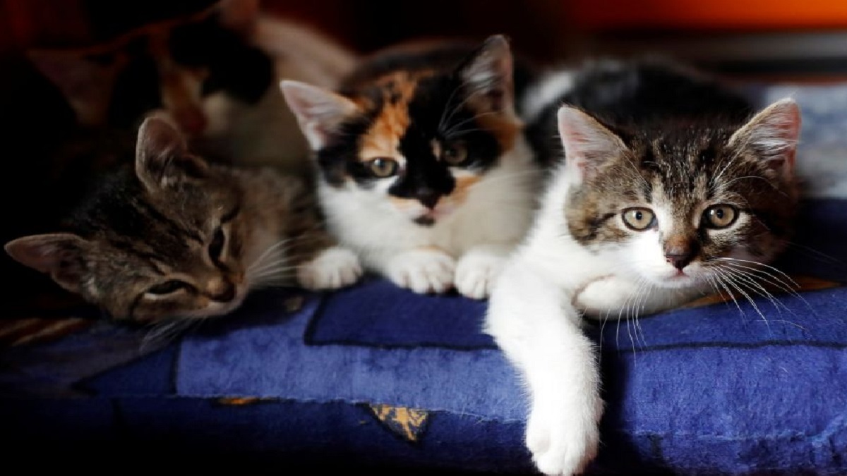 চীনে কোভিড সংক্রমণ রোধে বিড়াল হত্যা