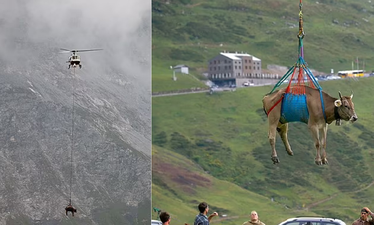 যে দেশে হেলিকপ্টারে করে চলাচল করে গরু