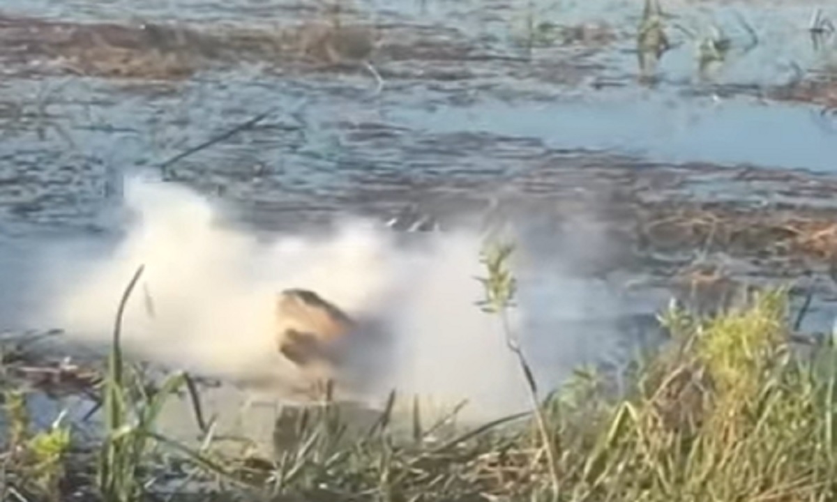 চলন্ত ড্রোন গিলে বিপদে কুমির (ভিডিও)