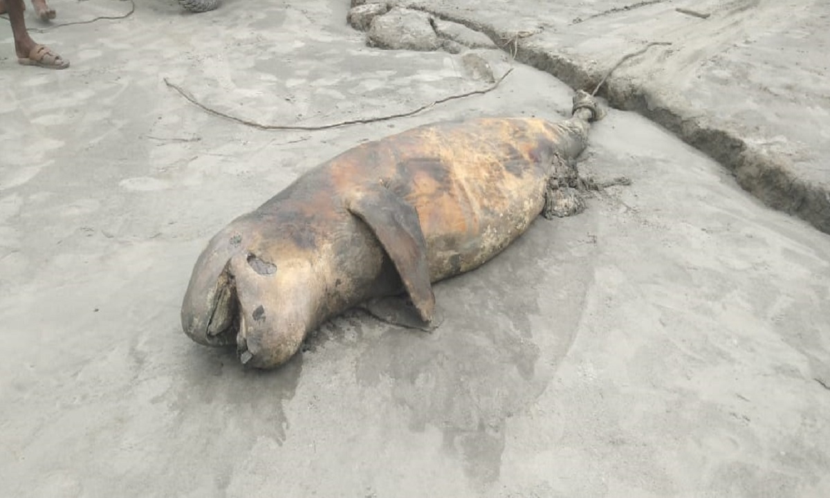 কুয়াকাটা সৈকতে ভেসে এলো বিলুপ্ত প্রজাতির মৃত ডলফিন