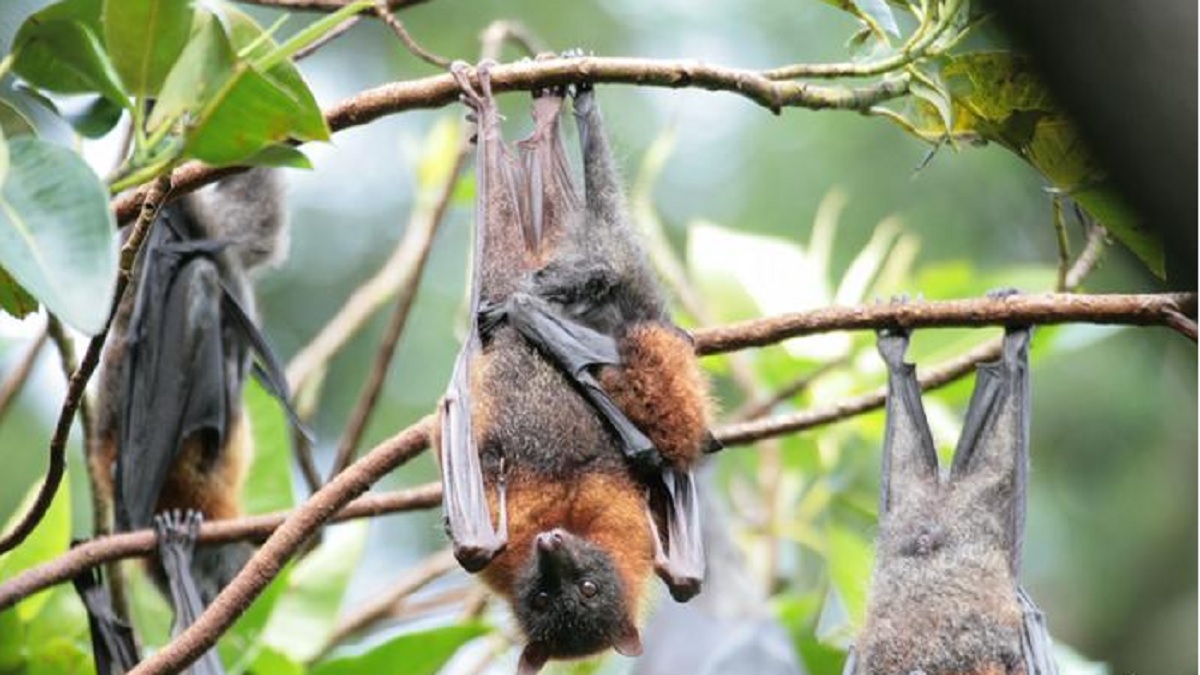 করোনাভাইরাসের উৎস জানতে বাদুড় থেকে নমুনা সংগ্রহ