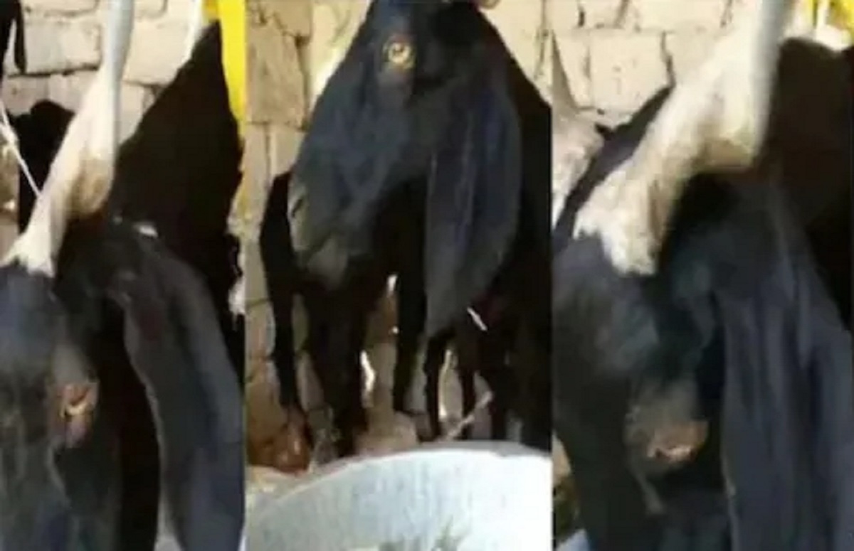 ছাগলে খাচ্ছে মাছ! ভিডিও ভাইরাল