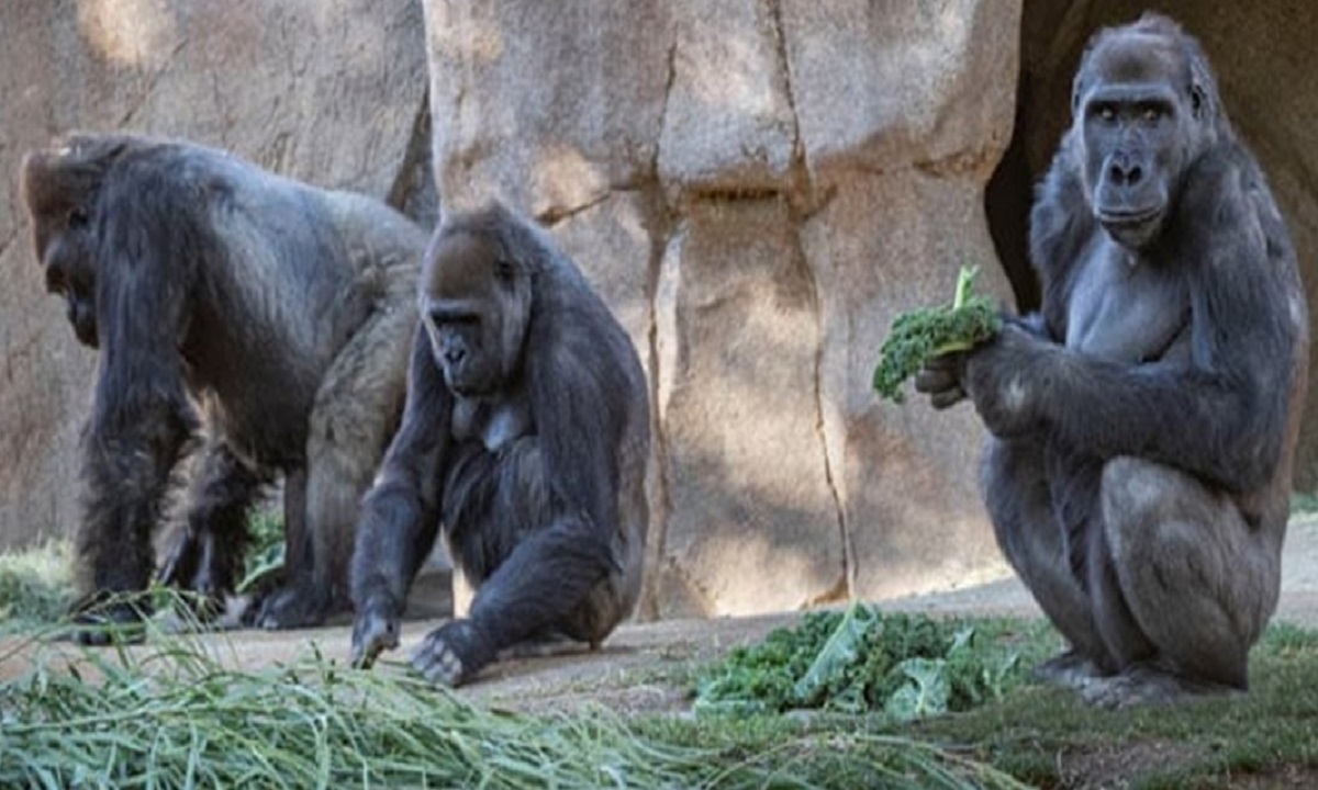 যুক্তরাষ্ট্রের এক চিড়িয়াখানায় ১৩টি গরিলার করোনা শনাক্ত