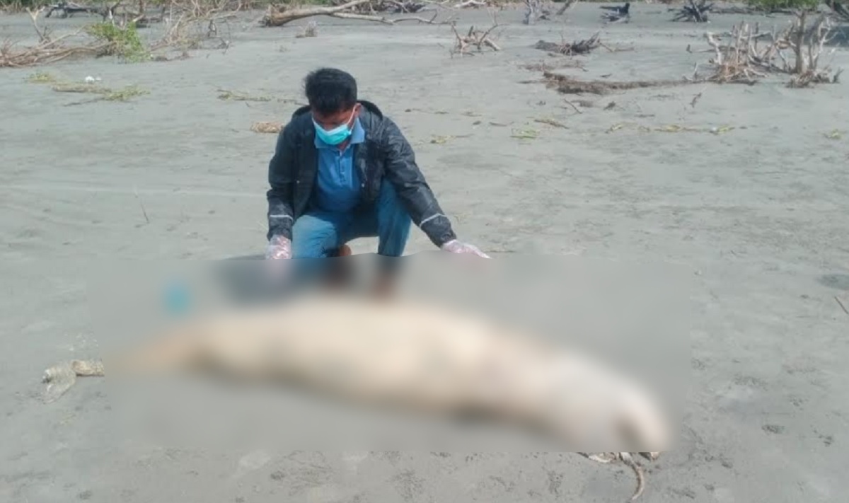 ৬ দিনের ব্যবধানে কুয়াকাটা সৈকতে আবারও মৃত ডলফিন