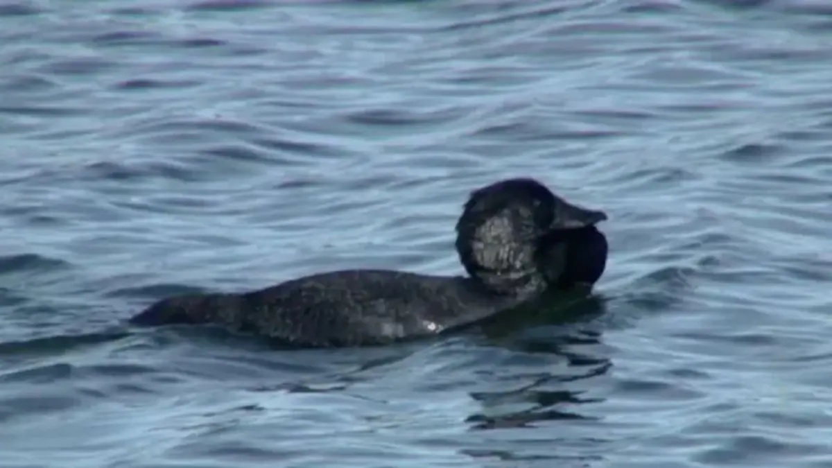 কথা বলছে হাঁস! সন্ধান পেলেন ডাচ বিজ্ঞানী