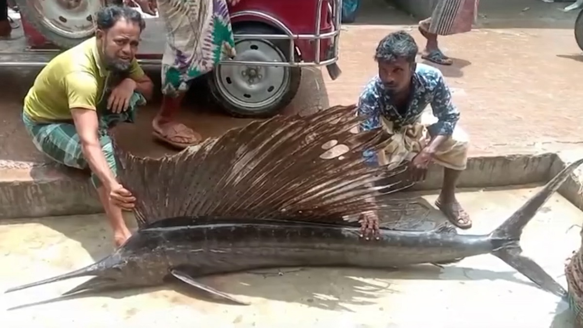 উপকূলে ধরা পড়ছে ঝাঁকে ঝাঁকে পাখি মাছ (ভিডিও)