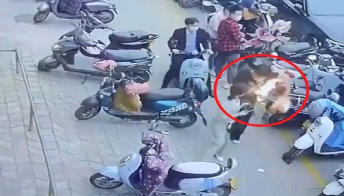 ব্যাগের মধ্যে ফোন বিস্ফোরণ, দাউ দাউ করে জ্বলে উঠলো আগুন! (ভিডিও)