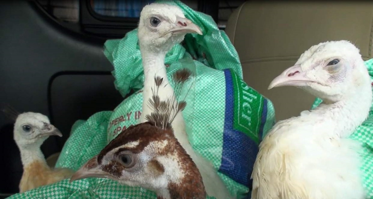 সাতক্ষীরা সীমান্তে ১৫টি ময়ূরসহ আটক দু’জন