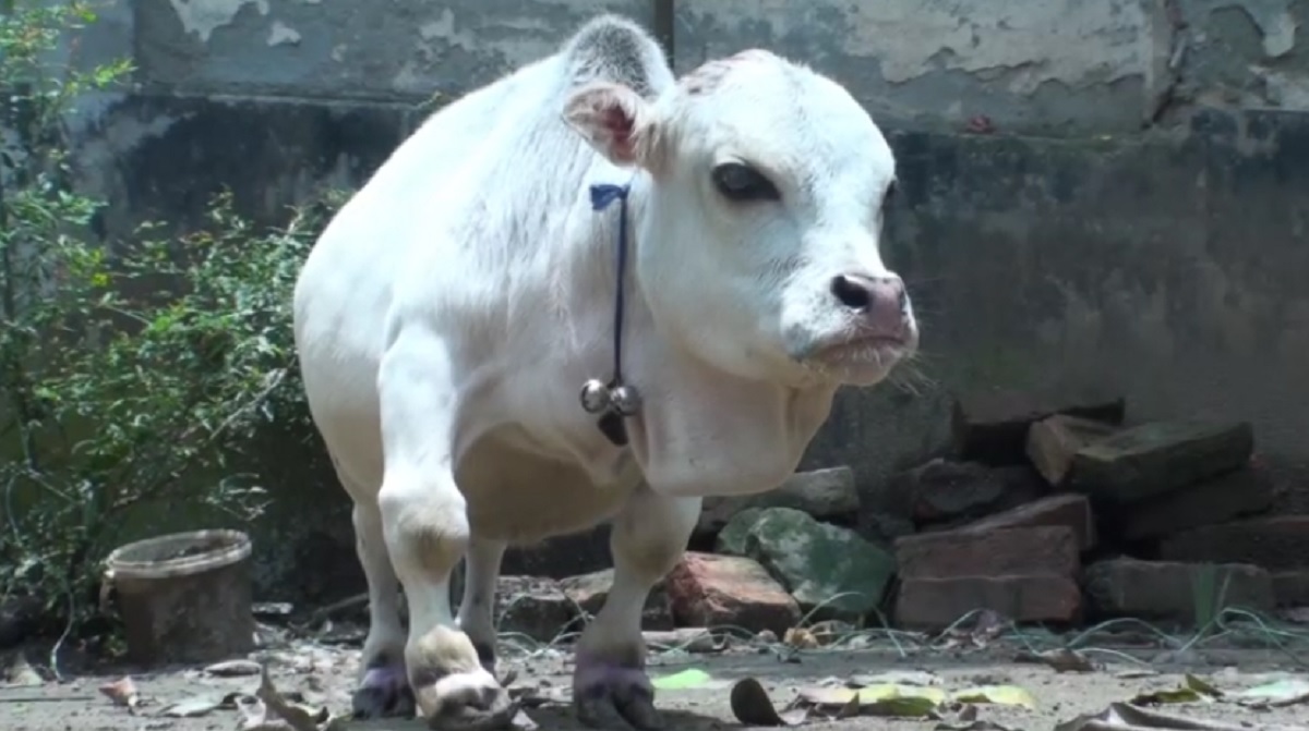 পৃথিবীর সবচেয়ে ছোট গরু হিসেবে ‘রানী’র স্বীকৃতি দিয়েছে গিনেসবুক
