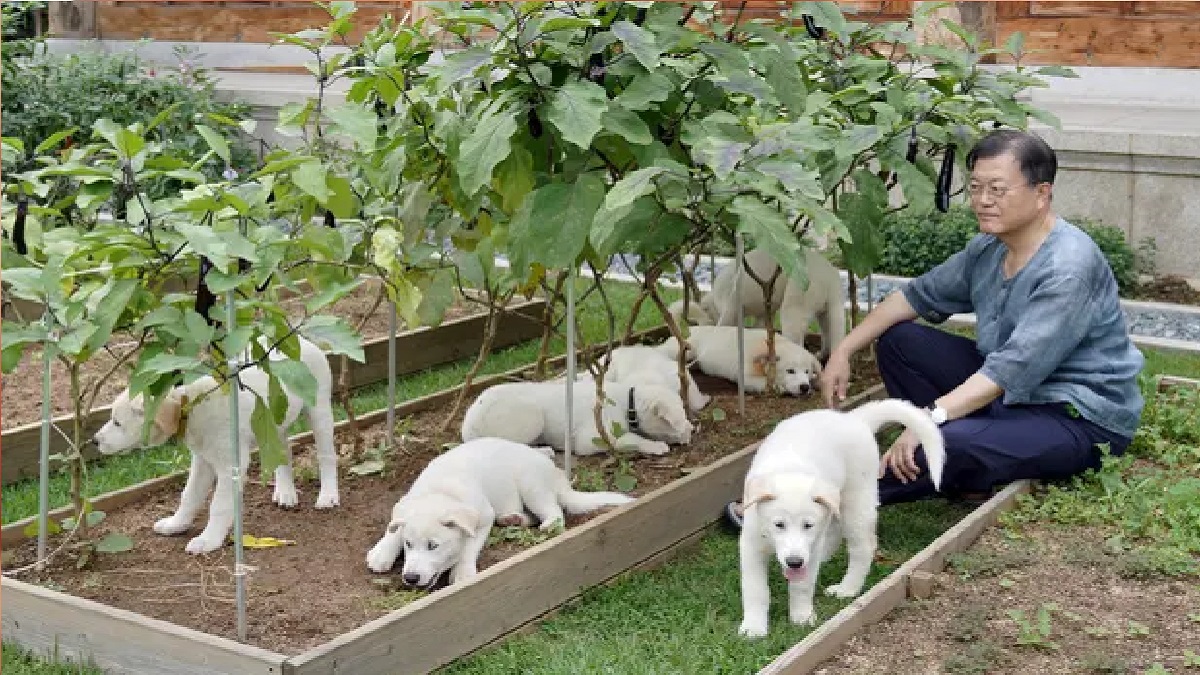 কুকুরের মাংস খাওয়া নিষিদ্ধ করবে দ.কোরিয়া