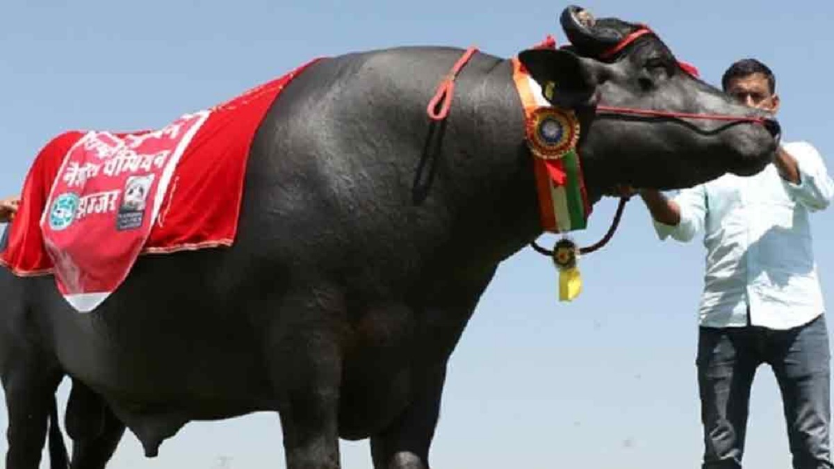 দুধ-ঘি-মদপানে অভ্যস্ত ২৪ কোটি টাকা দামের মহিষের হৃদরোগে মৃত্যু