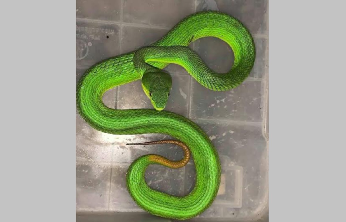 চা বাগানের বাংলো থেকে বিষধর পিট ভাইপার উদ্ধার