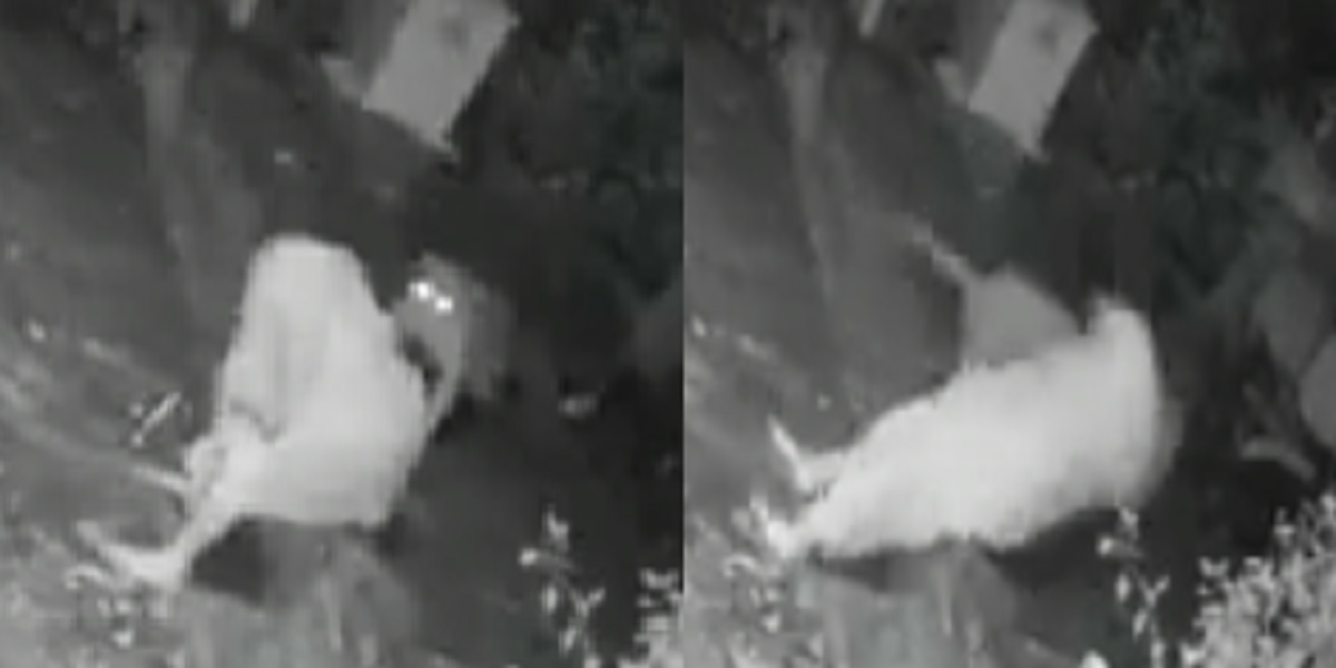 বাঘের সঙ্গে বৃদ্ধার লড়াই (ভিডিও)