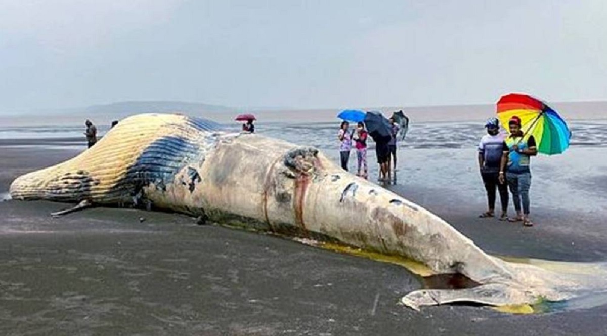 ৩০ হাজার কেজির তিমি ভেসে আসলো সৈকতে, দর্শনার্থীর ভিড়
