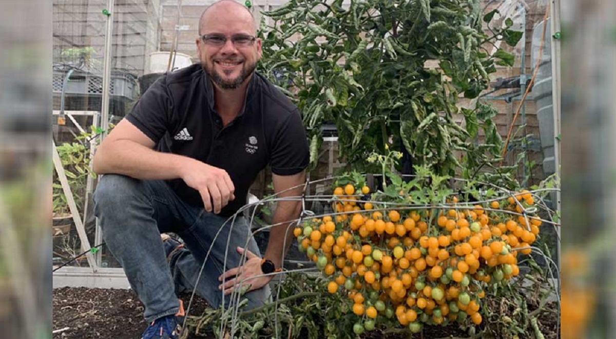 এক ডালে ৮৩৯টি টমেটো!