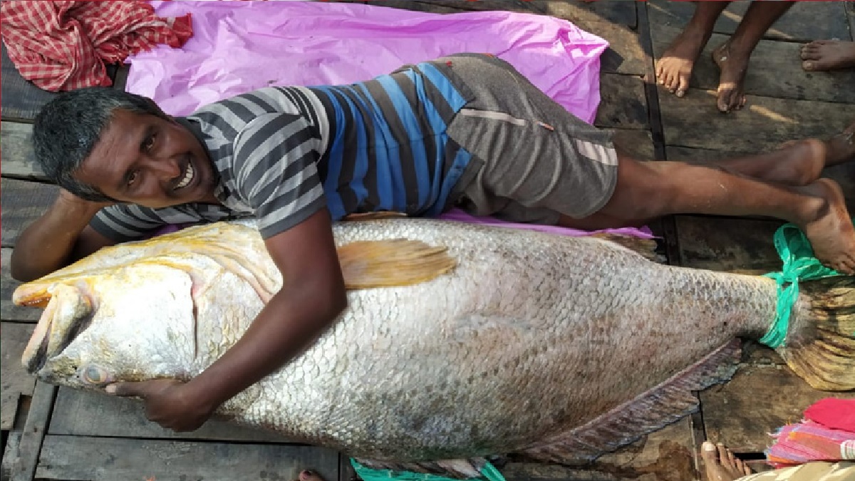 সুন্দরবনে ধরা মাছটি বিক্রি হলো ৪৩ লাখ টাকায়!