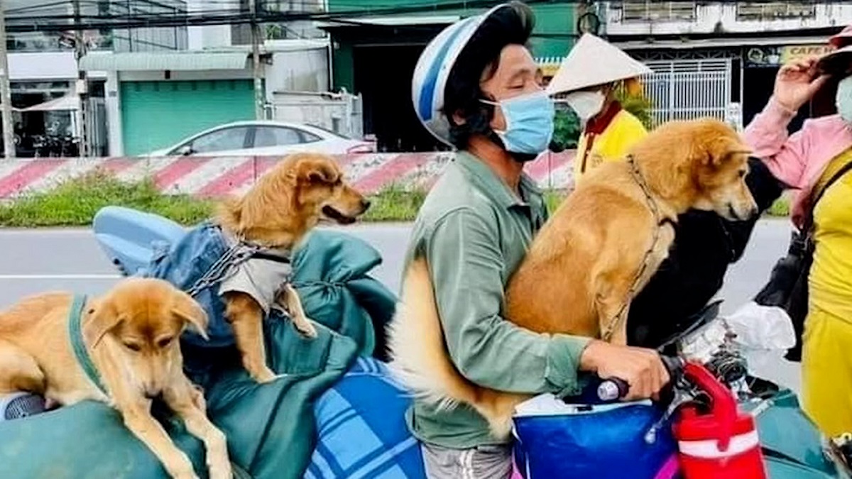 ভিয়েতনামে করোনা রোধে কুকুর হত্যা, সামাজিক মাধ্যমে তোলপাড়