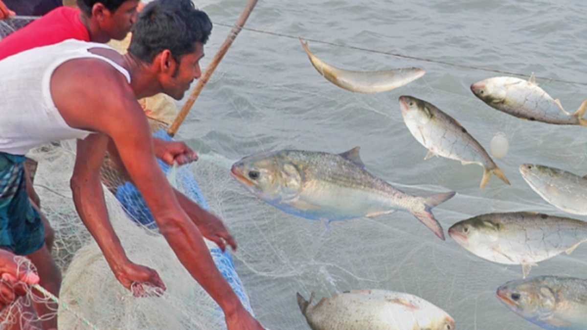 প্রজনন সুরক্ষায় ইলিশ ধরায় নিষেধাজ্ঞা কি কাজে আসে?